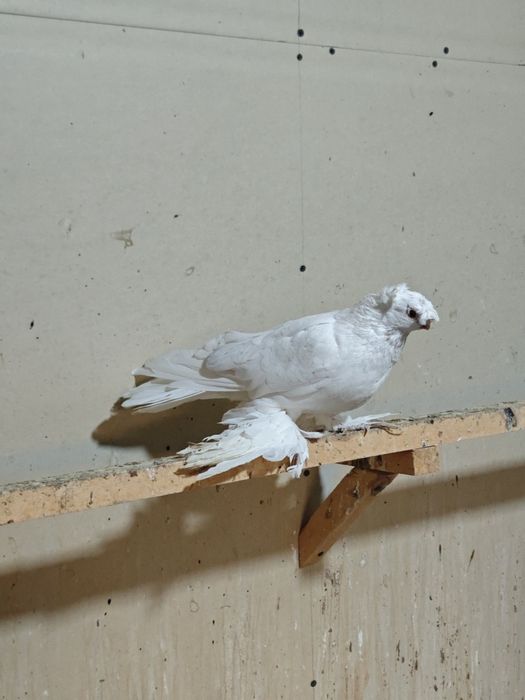 Kaptar kabutar golubi golubey dvuxchubi