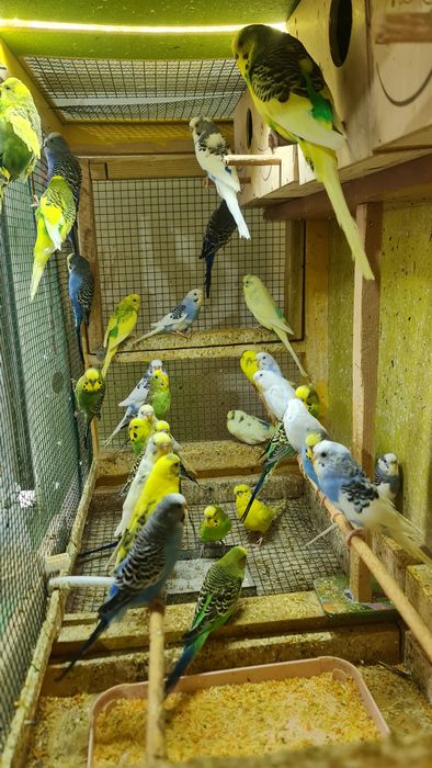 Vând perusi tineri și maturi,nimfe,rozela,cantatori,kakariki.