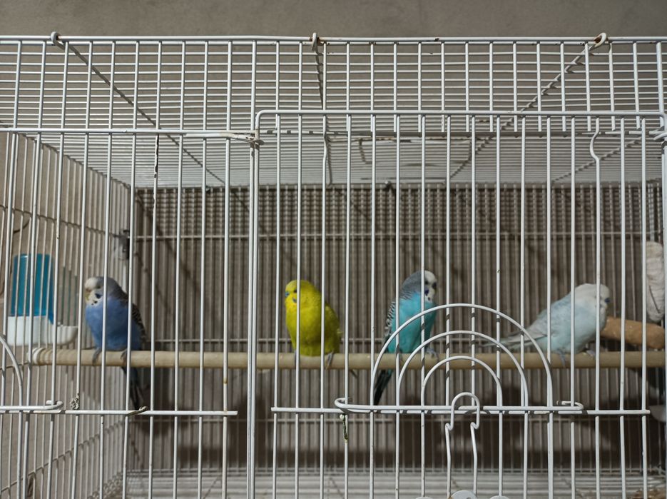 Totiqushla sotiladi 180000 som 4 tasi