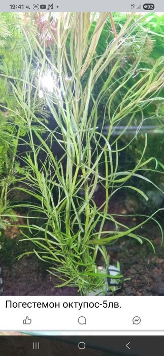 Аквариумни растения