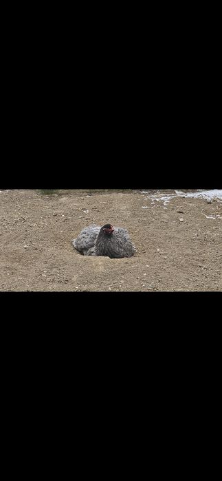 Vand Brahma Albastra