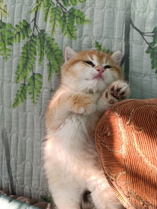 Продается котенок