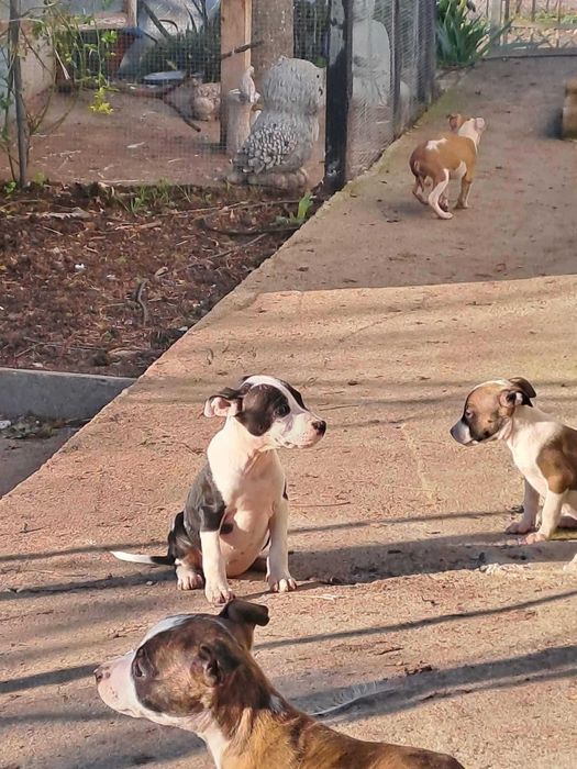 Кученца (питбулчета)