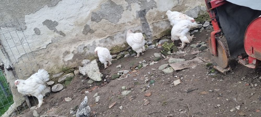 Vând cocosi brahma potarnichiu si citiți descrierea