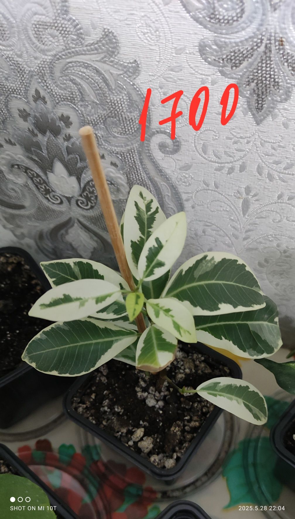 Фикусы и другие растения.