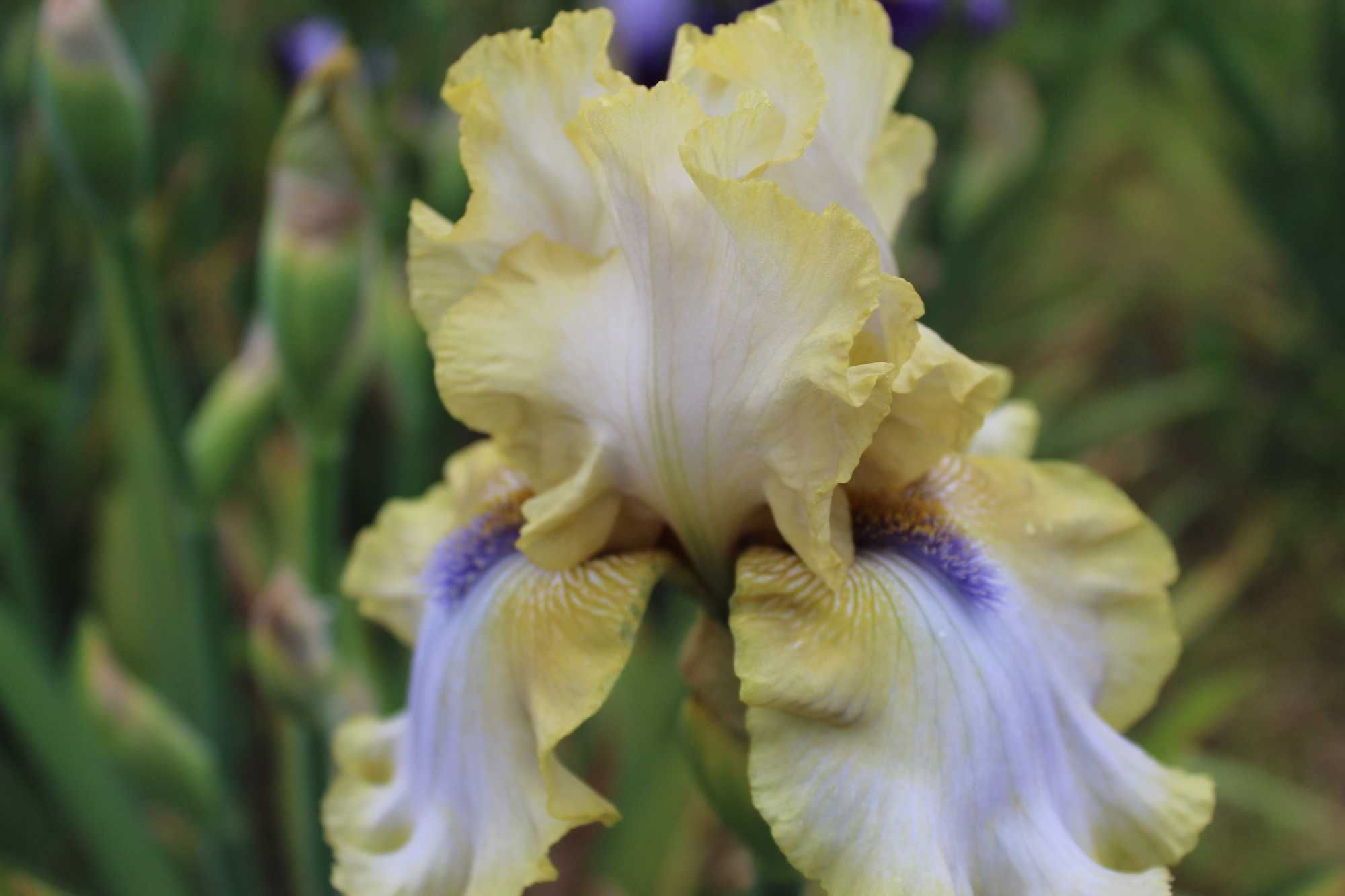 Сортови   ириси (iris beadrded)