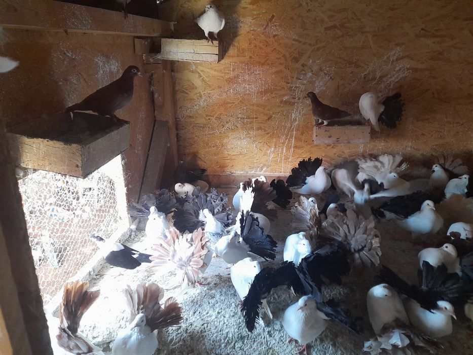 Porumbei făuri..