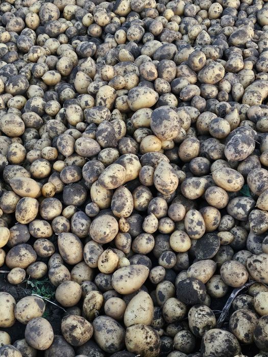 Продам картошку домашнию