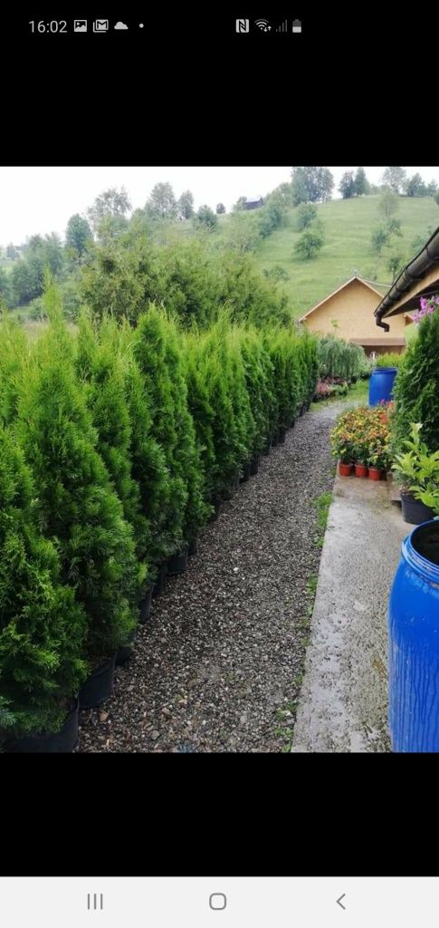 Plante ornamentale la preț de producător