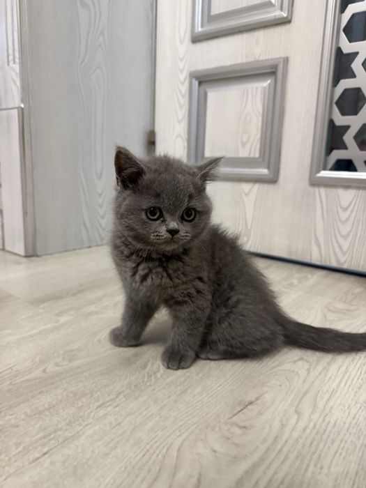 Skotish strayt mushukcha