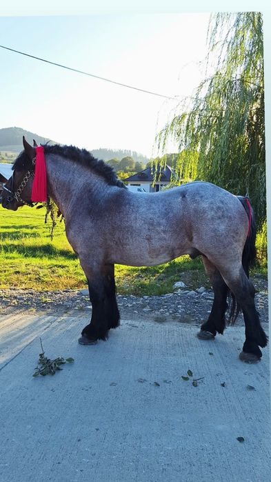 De vânzare mânz de 3 ani cu pașaport tras 100%