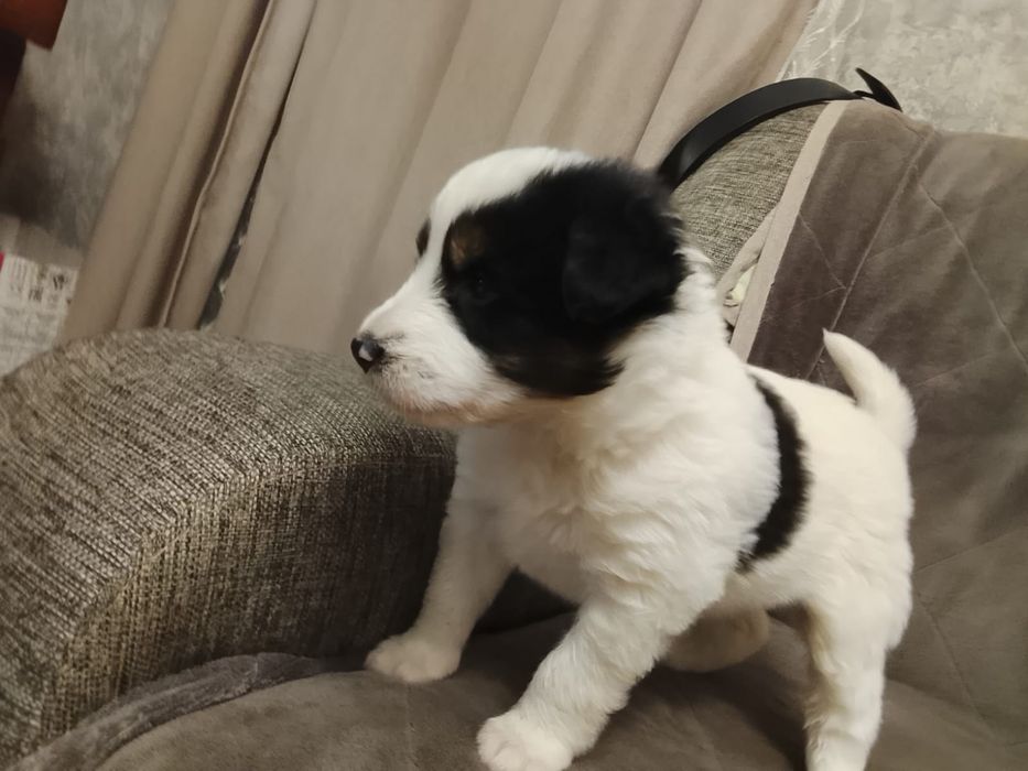 Котята и щенята ждут любящих хозяев