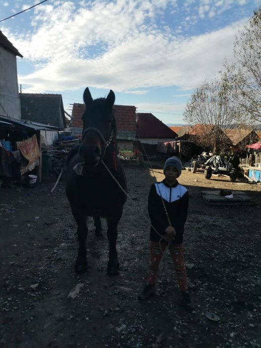 Iapa de 4 ani de vinzare garantata de ham pret 180 de milioane negocia