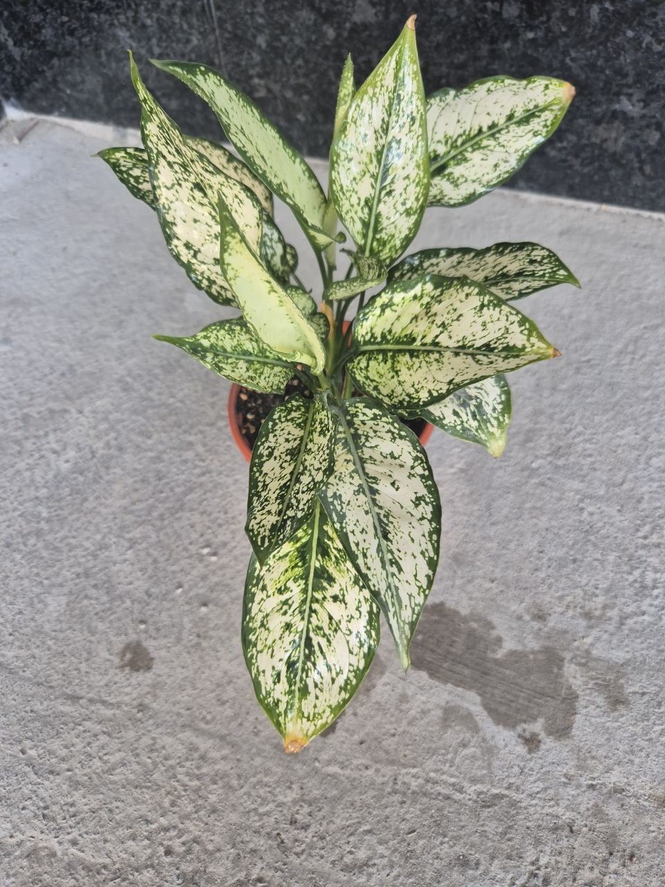 Aglaonema Siam Snow