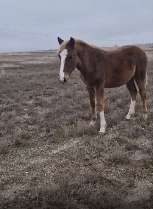 Жабагы сатылады