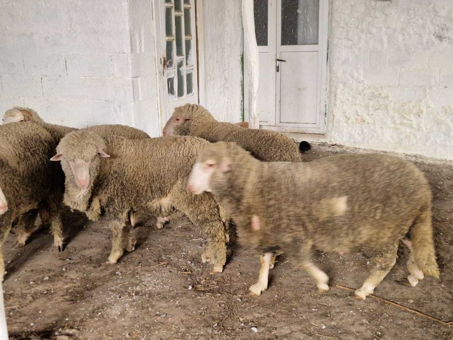 Vand Berbecuti Rasa Merinos de Palas