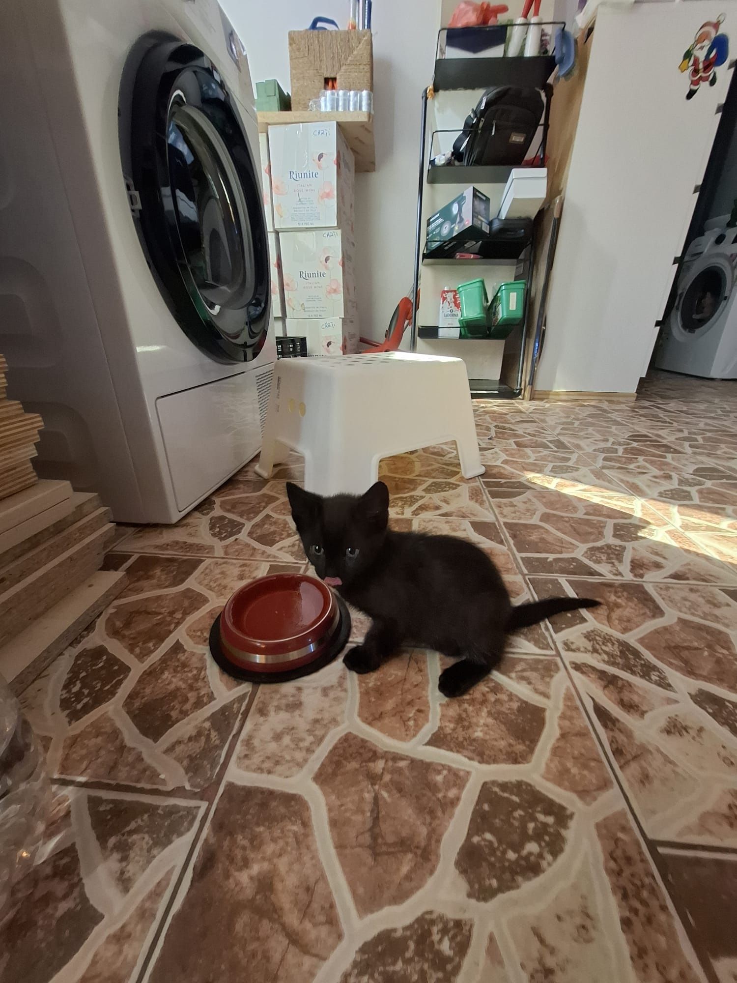 O pisica neagră pentru casa ta.