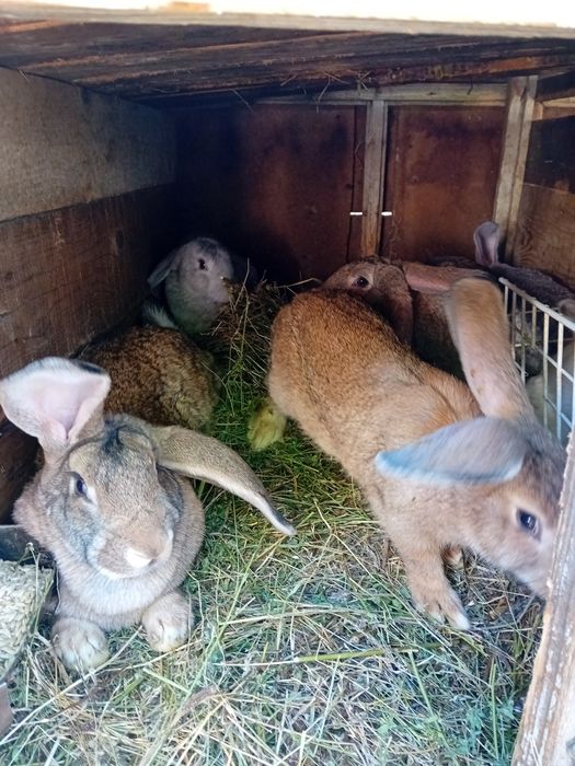 Iepuroi de vânzare 150 lei