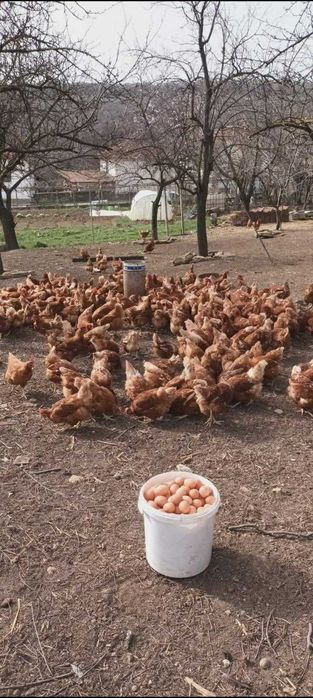 Кокошки носачки ломан браун