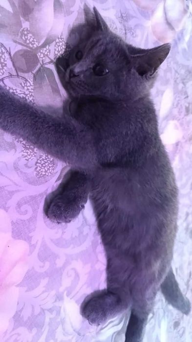 Продаётся котик скоттиш страйт