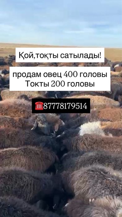Продается овцы и токты