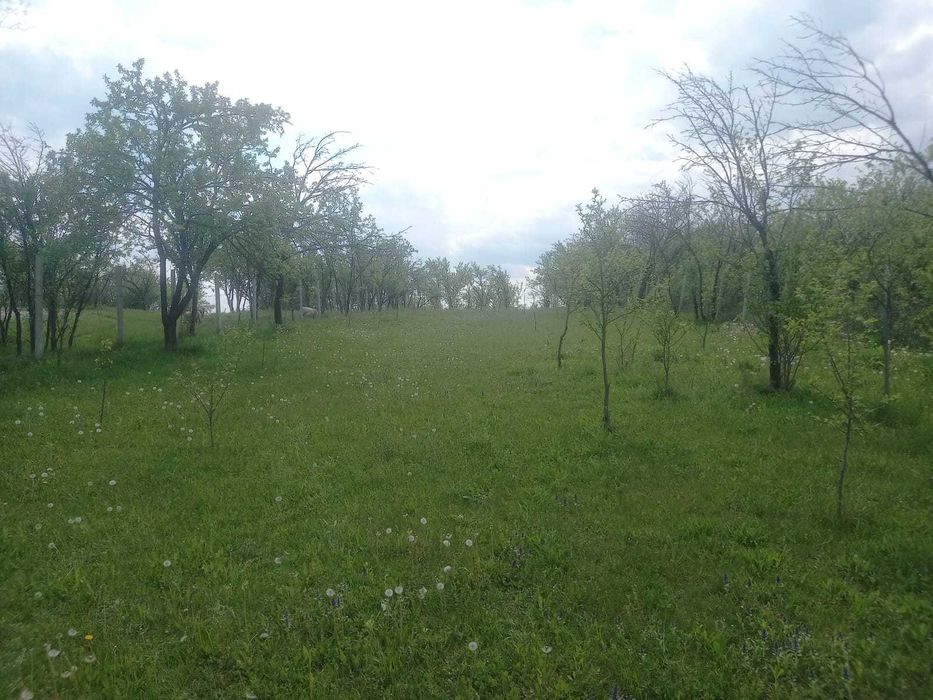 Teren intravilan 1700 mp - Drajna de Jos, Poiana Mierlei – 15€/mp, neg