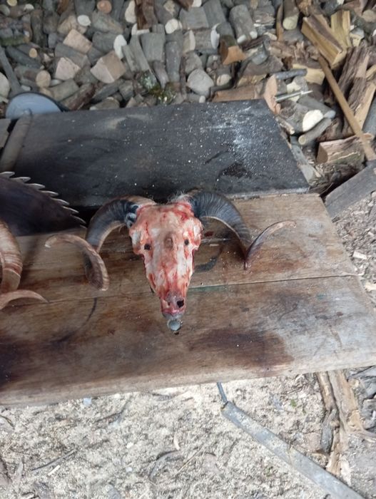 Vând trofeu de berbec