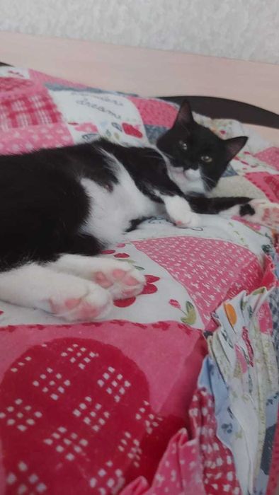 Кошка ищет дом..