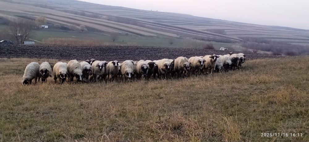 Vând 75 de mieluțe breze