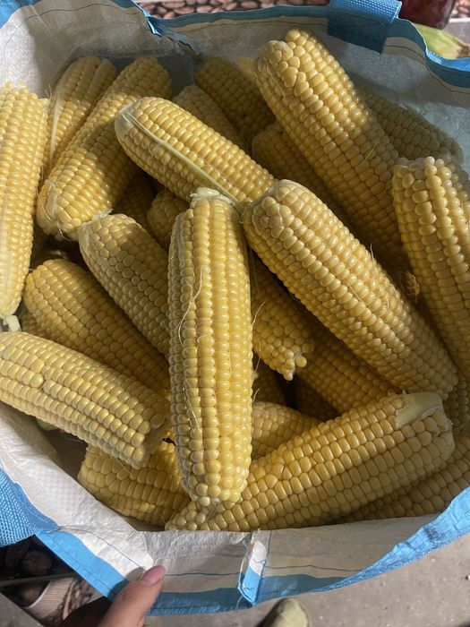 Vand porumb zaharat desert 78