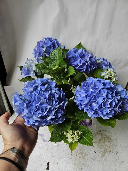 HORTENSII de gradina. Paniculata, Macrophylla diverse culori si soiuri