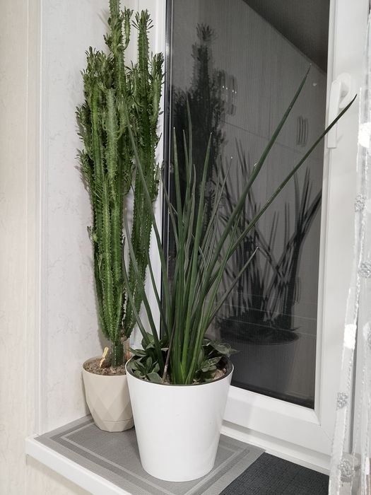 Цветок "Молочай". Очень красивый.