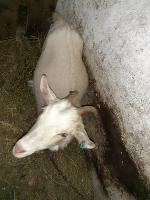 Iadă sanen din februarie .