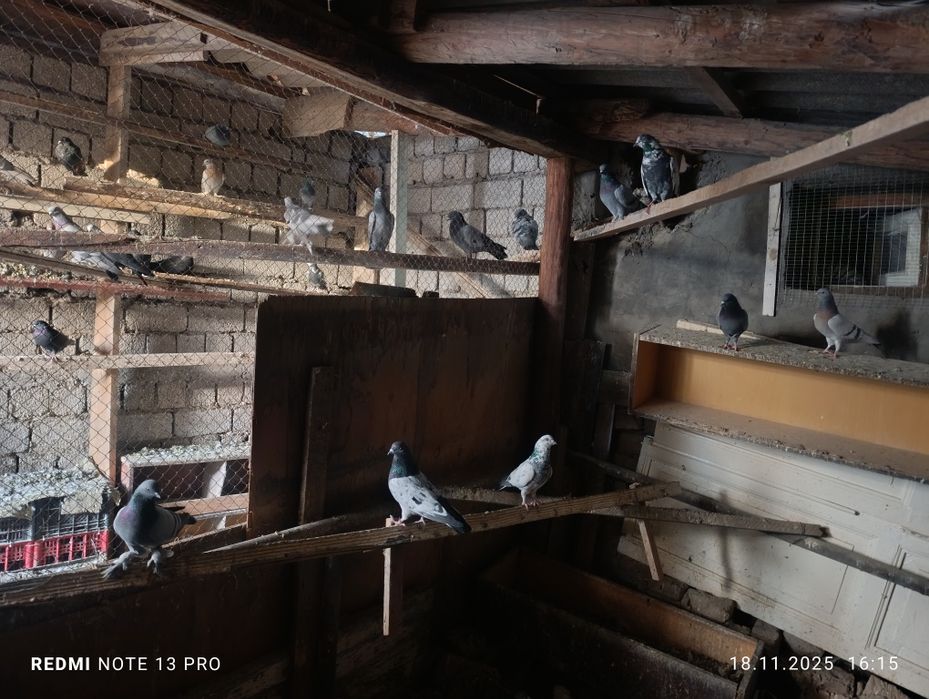 Кабутарлар сотилади