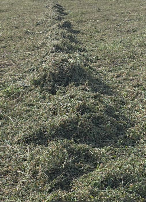 Baloti lucerna înfoliați calitatea 1