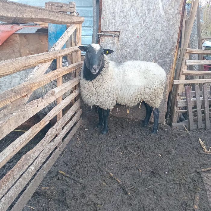 Vind berbec bun de reproductie