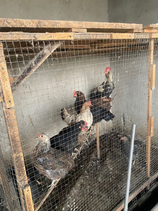 Tovuq xoʻrozlar sotiladi