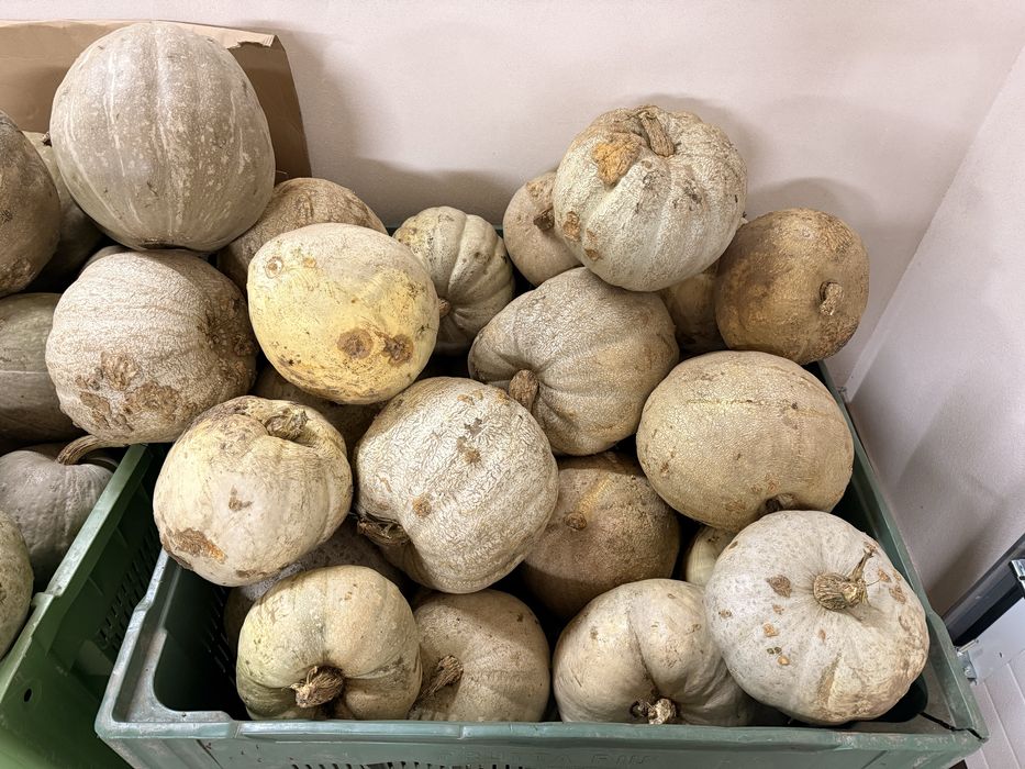 Dovleci – 3 lei/kg