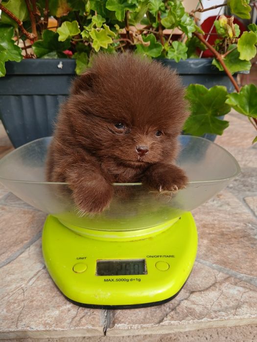 Asigur transport !!! Pui Pomeranian Ciocolatiu culoare extrem de rara