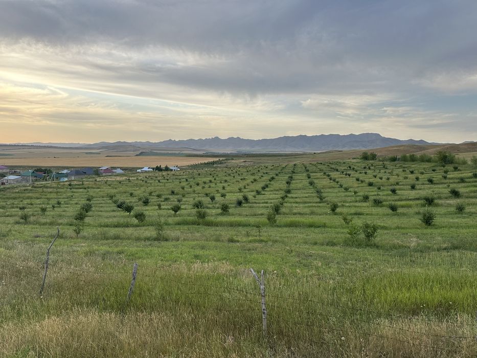 5 гектар алма бау, қасында 12 соттық учаскесімен бірге сатылады