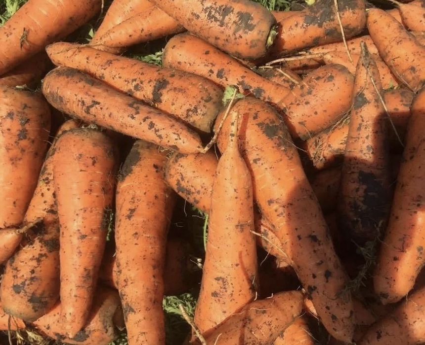 Продам домашнюю морковь.