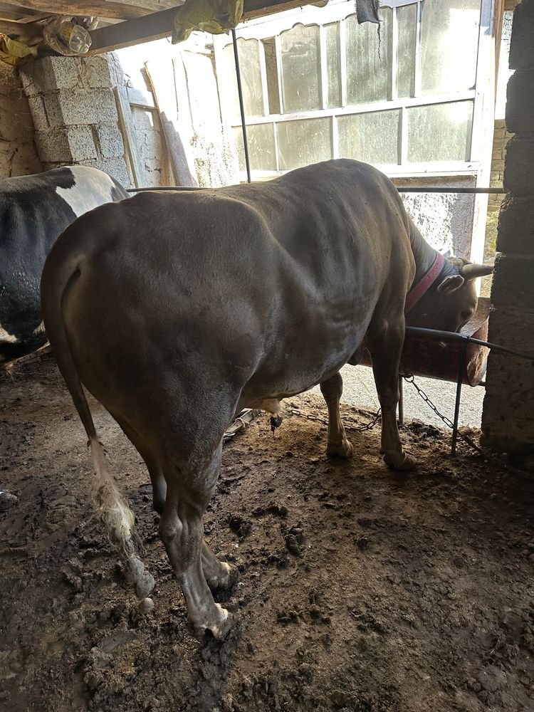 Sallom shavet buqa sotiladi orqa oldi bir xil bo’yinli buqa