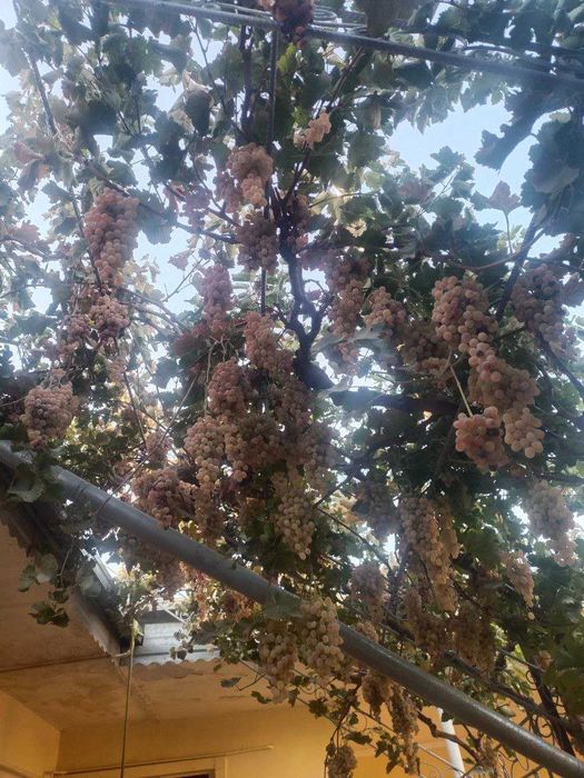 Toyfi Uzum sotiladi.