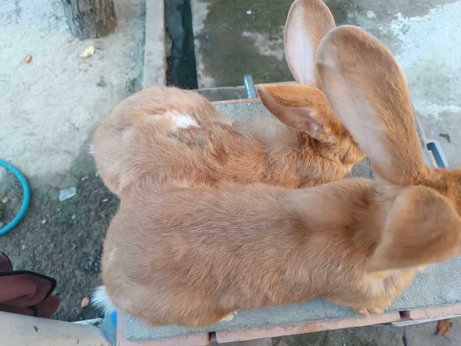 Burgund quyon zoti 4 yarim oylik sog'lom