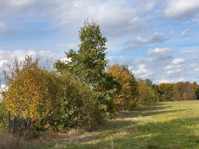 Teren de vânzare în zona de pădure  _ 7000 mp.
