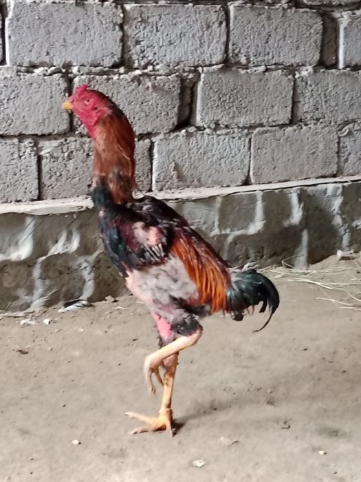 Продается дакан порода о шамо