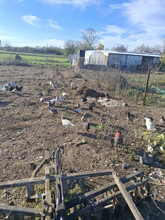 Vand sau schimb bibilici