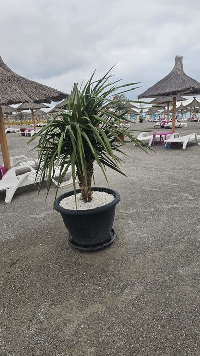 Vindem măslini, leandri si palmieri.