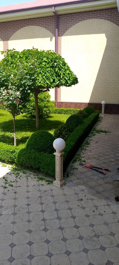 Archa stirchk qilishi xarxil dekratif daraxtlar stirichk qilish
