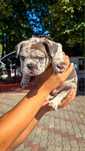 Bulldog Francez Chocolate Merle